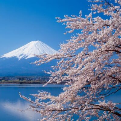 桜と富士山