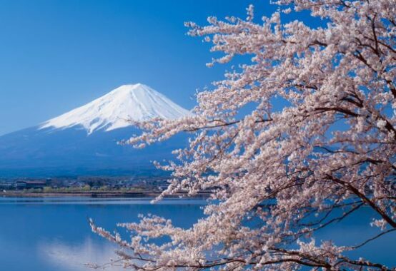 青空の下、満開の桜の向こうに富士山