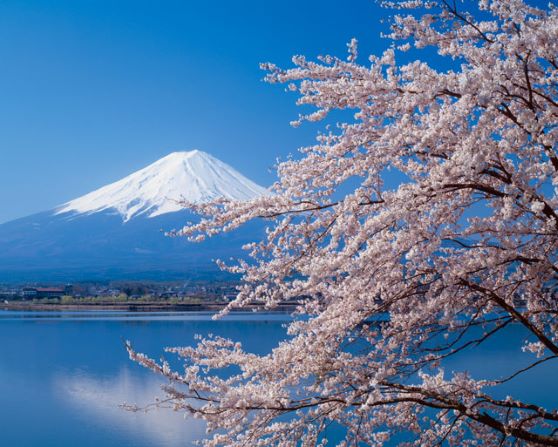 青空の下、満開の桜の向こうに富士山